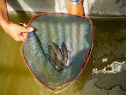 Bukit Asam (PTBA) Mendorong Transformasi Desa Lewat Usaha Budidaya Perikanan