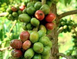 Kopi Robusta “Harapan Baru” – Kisah Kami, Petani Sawahlunto bersama Bukit Asam