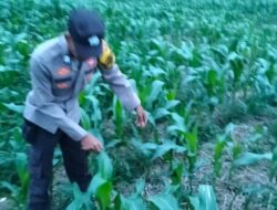 Bhabinkamtibmas Polres Lahat Melaksanakan Pengecekan Tanaman Jagung di Desa Binaan